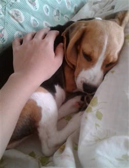 Sleepy Beagle
